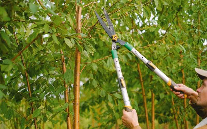 Tree trimming in Water Valley, KY