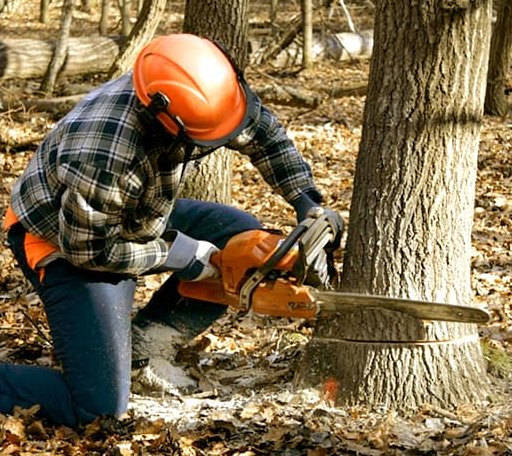 Tree Removal in Water Valley, KY
